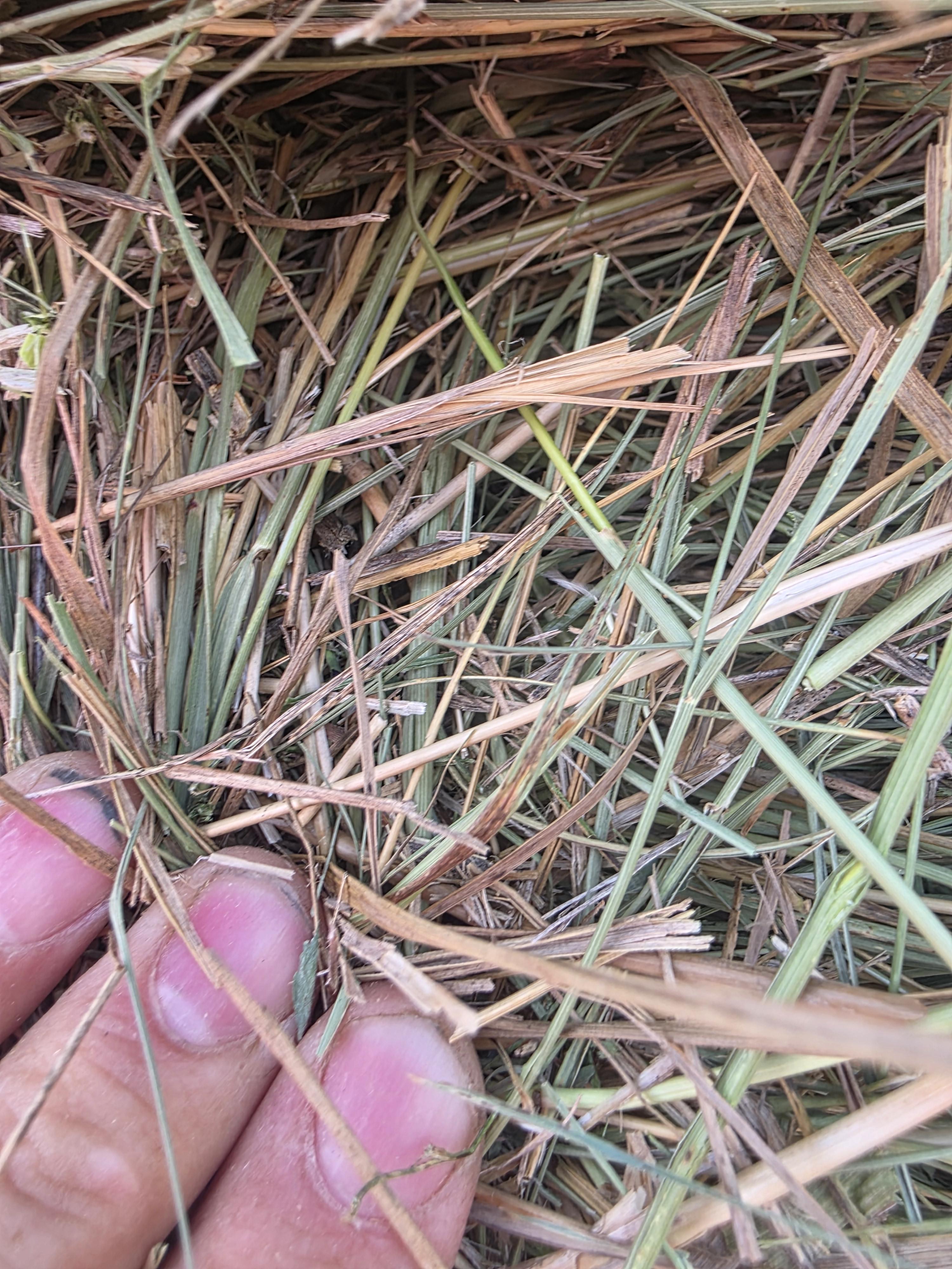 DS 901 Light Alfalfa/Grass mix CRP Rounds – Image 3