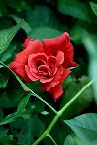 🩸 Menstrual Attunement Through the Lens of East Asian Medicine – Image 1