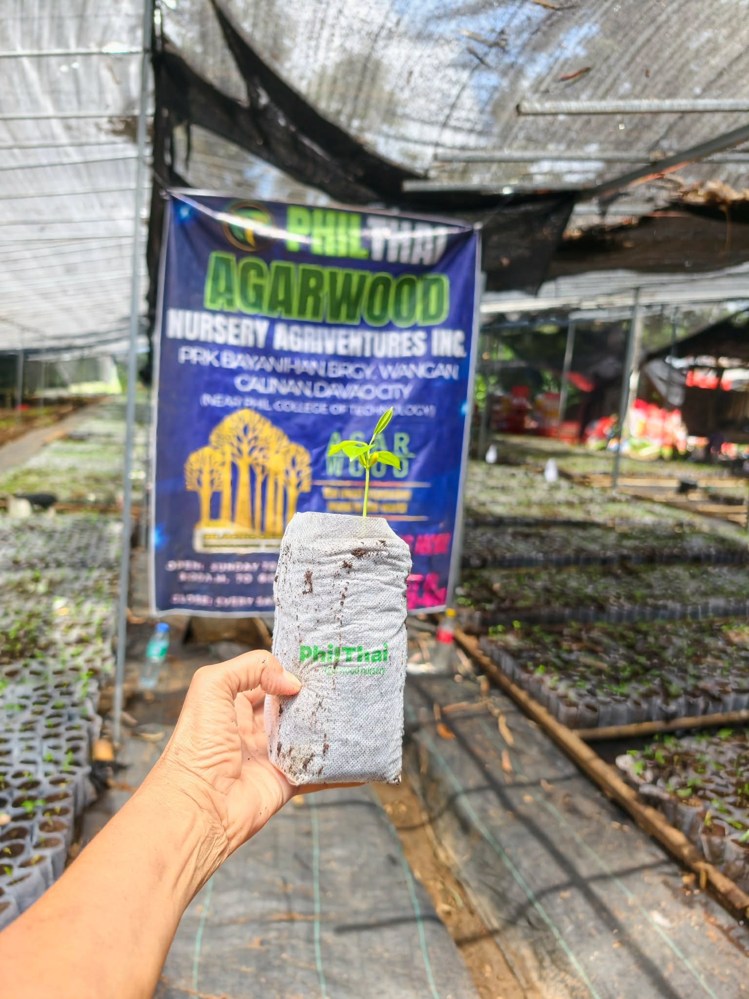 Seedlings – Image 2