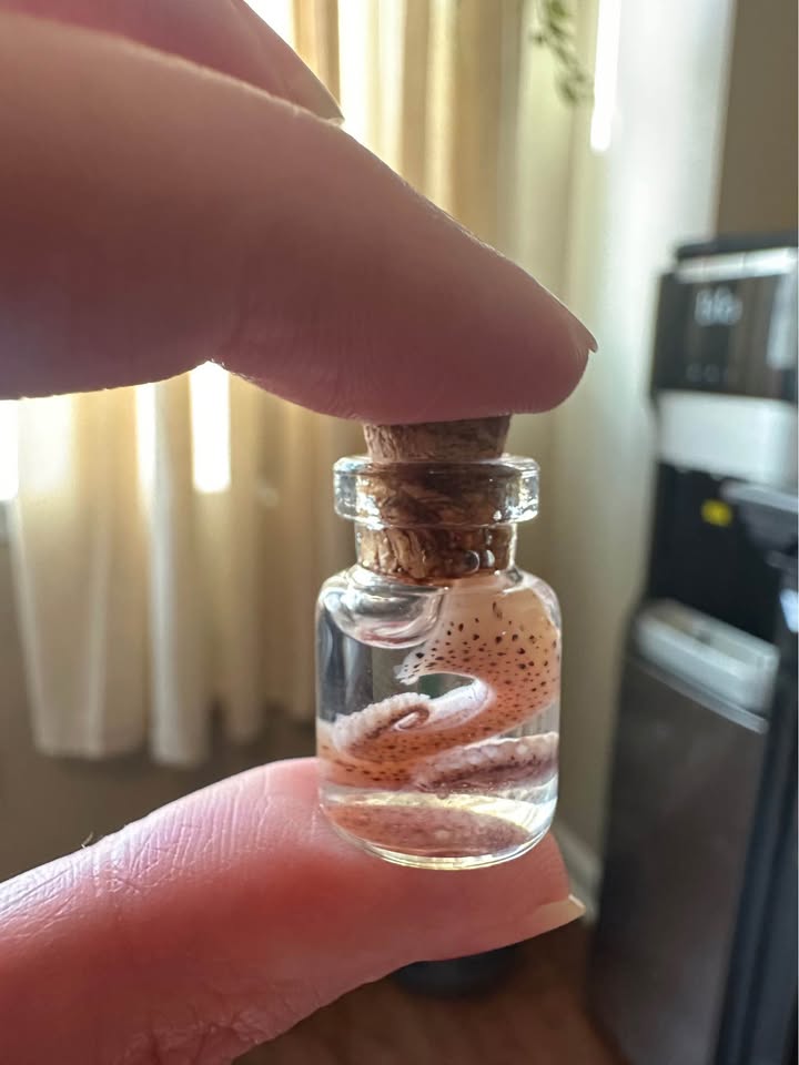 Miniature Octopus Tentacle Wet Specimens – Image 5