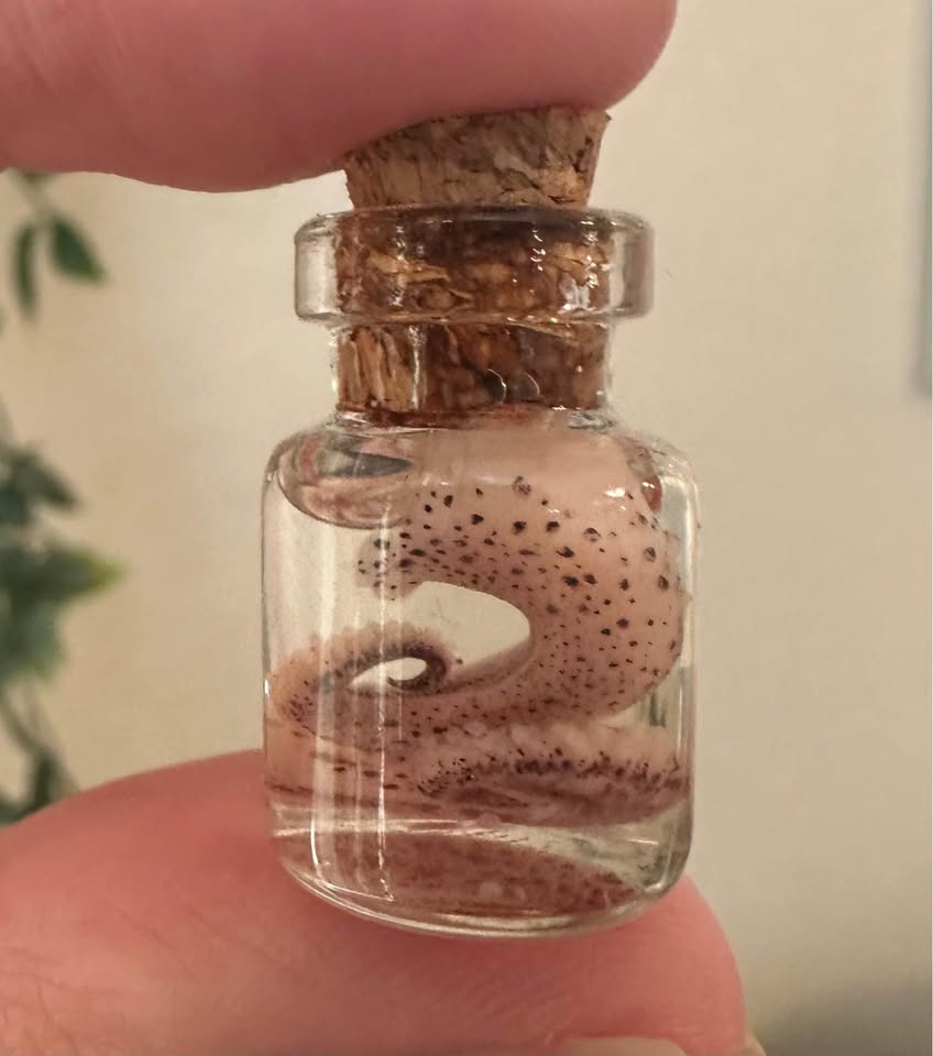 Miniature Octopus Tentacle Wet Specimens – Image 1