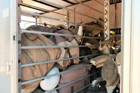 BOSS Decoy Bar Mounts – Image 4