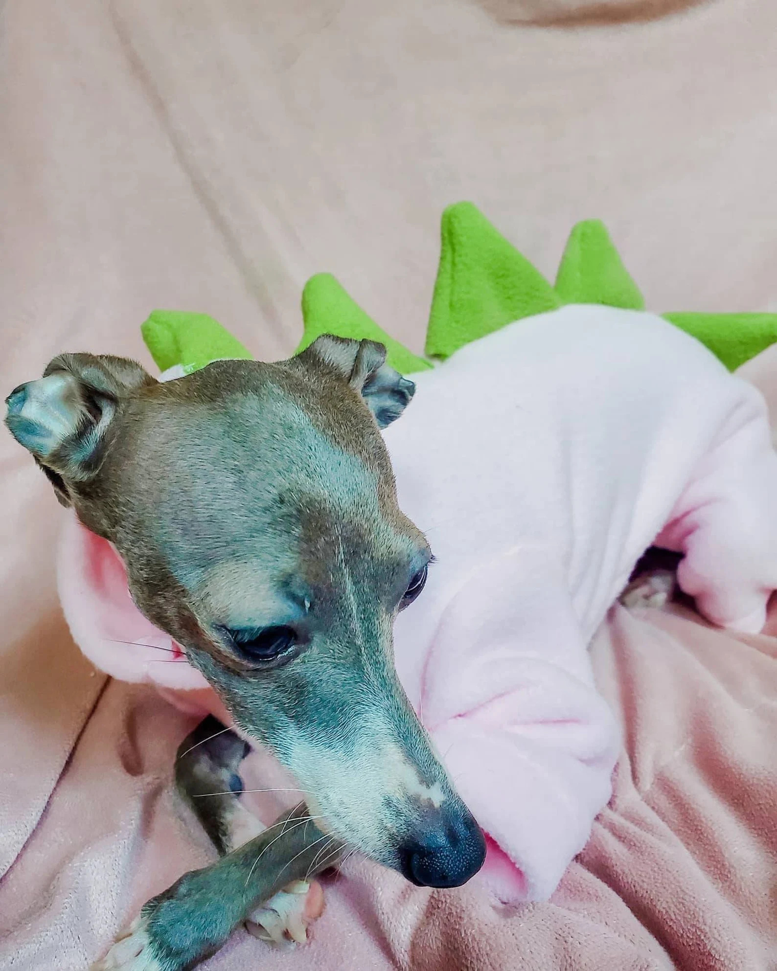 Rawrsome Fleece PJs – Image 2