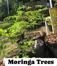 Live Moringa Tree – Image 1