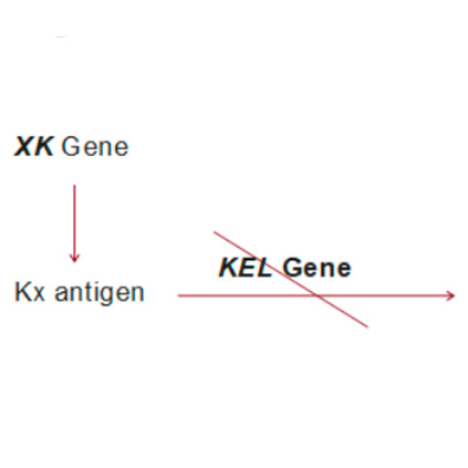 Common blood groups (kell, kidd, duffy, and mns) course introduction – Image 1