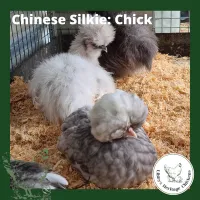 Silkies Chickens – Image 9