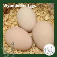 Wyandotte Chickens – Image 2