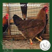 Welsummer Chickens – coop ready, Partridge
