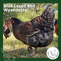 Wyandotte Chickens – coop ready, Blue Laced Red