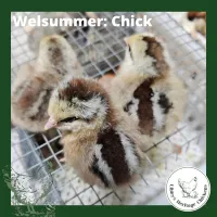 Welsummer Chickens – Day Old, Partridge