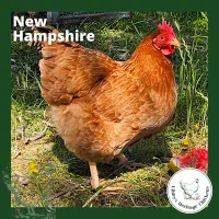 New Hampshire Chickens – coop ready