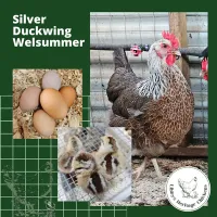 Welsummer Chickens – Image 3