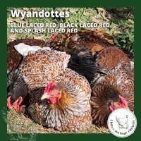 Wyandotte Chickens – coop ready, Splash Laced Red