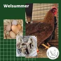 Welsummer Chickens – Image 2
