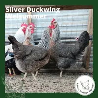 Welsummer Chickens – coop ready, Silver Duckwing