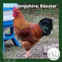 New Hampshire Chickens – Image 4