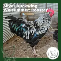 Welsummer Chickens – Image 9