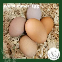 Welsummer Chickens – Image 4