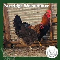 Welsummer Chickens – Image 6