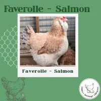 Faverolles Salmon Chickens – Image 1
