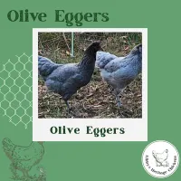 Olive/Easter Eggers Chickens – Image 1