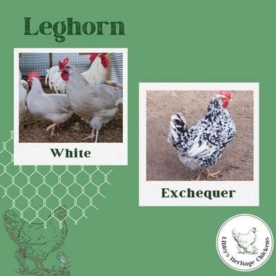 Leghorn Chickens – Image 1