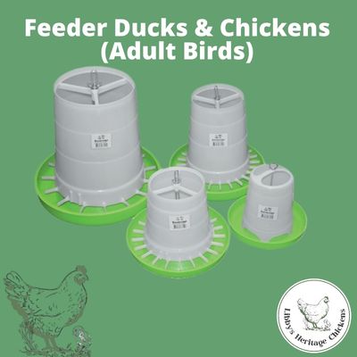 Feeder Ducks and Chickens (Adult Birds) – Image 1