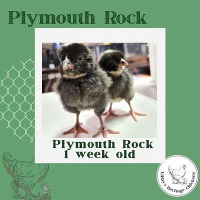  Plymouth Rock – week old
