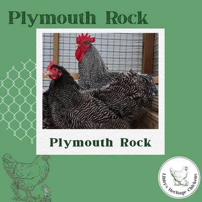  Plymouth Rock – coop ready
