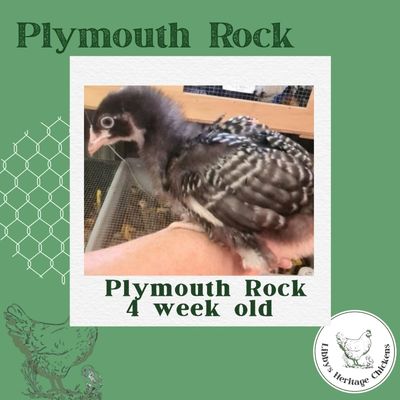  Plymouth Rock – 5 week olds