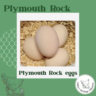  Plymouth Rock – Image 5