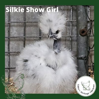 Silkies Chickens – coop ready, Show Girl