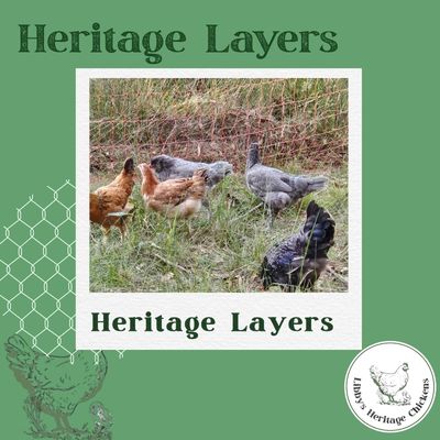 Heritage Layers – coop ready