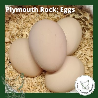 Plymouth Rock Fertilised Eggs – Image 1