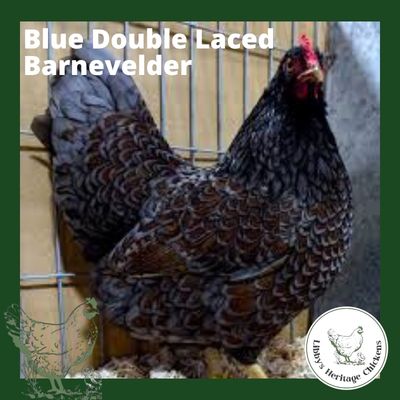 Barnevelder Chicken – 2 weeks, Double Blue laced