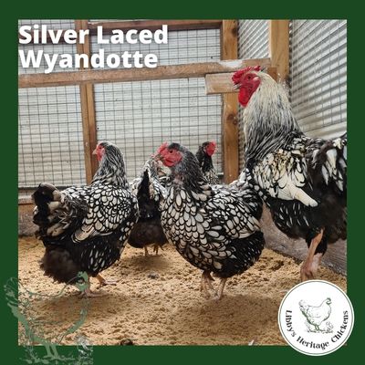 Wyandotte Chickens – coop ready, Silver Laced
