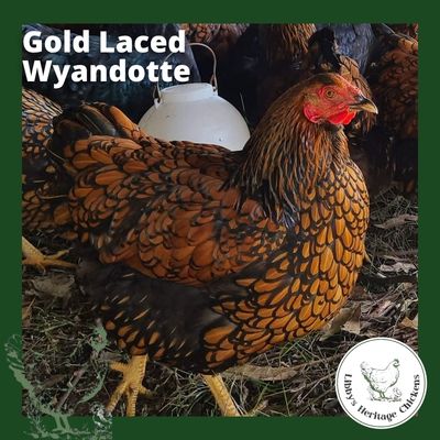 Wyandotte Chickens – coop ready, Gold Laced