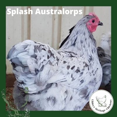 Australorp Chickens – coop ready, Splash
