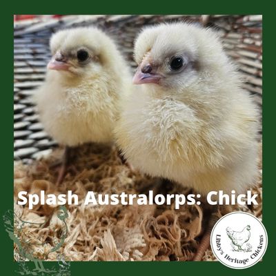 Australorp Chickens – Day old, Splash