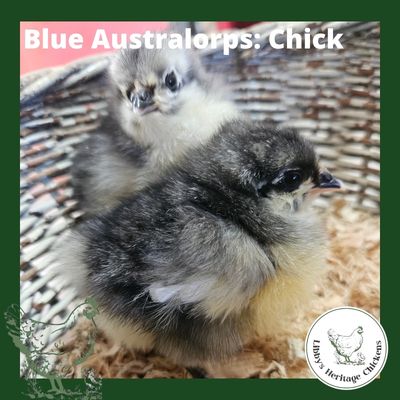 Australorp Chickens – Day old, Blue