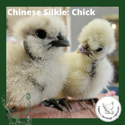 Silkies Chickens – Day old, Show Girl