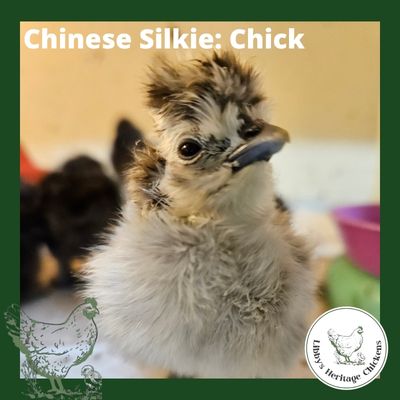 Silkies Chickens – Day old, Standard