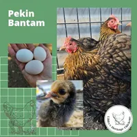 Bantam Pekin Chickens – Image 1