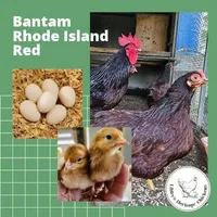 Bantam Rhode Island Red Chickens – Image 2