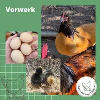Vorwerk Chickens – Image 1