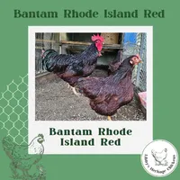 Bantam Rhode Island Red Chickens – Image 1