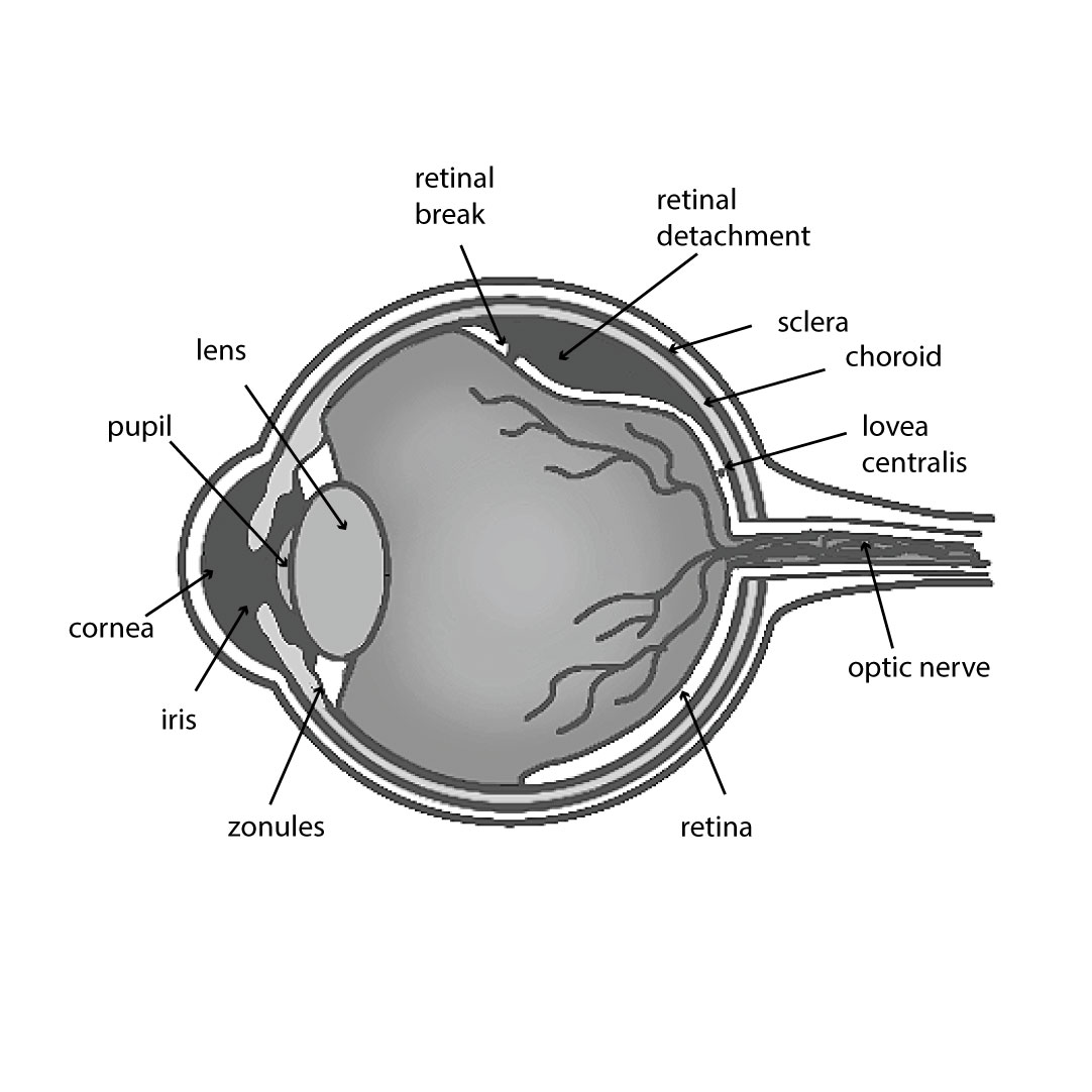 When The Light Fades, A 300-day journey through retinal detachment – Image 9