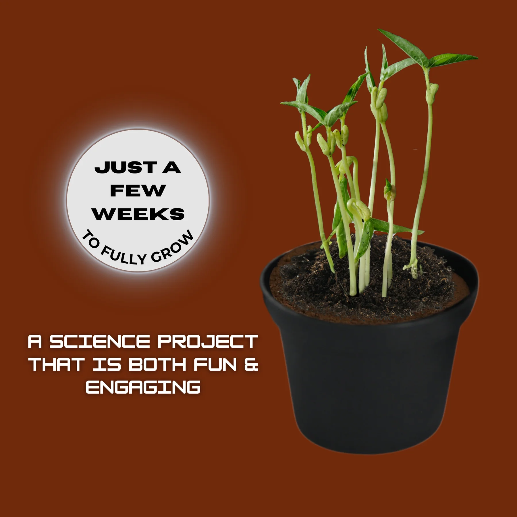 Martian-Farmer Experiment Activity Kit, Grow Plants in Mars Dirt (International Version) – Image 4