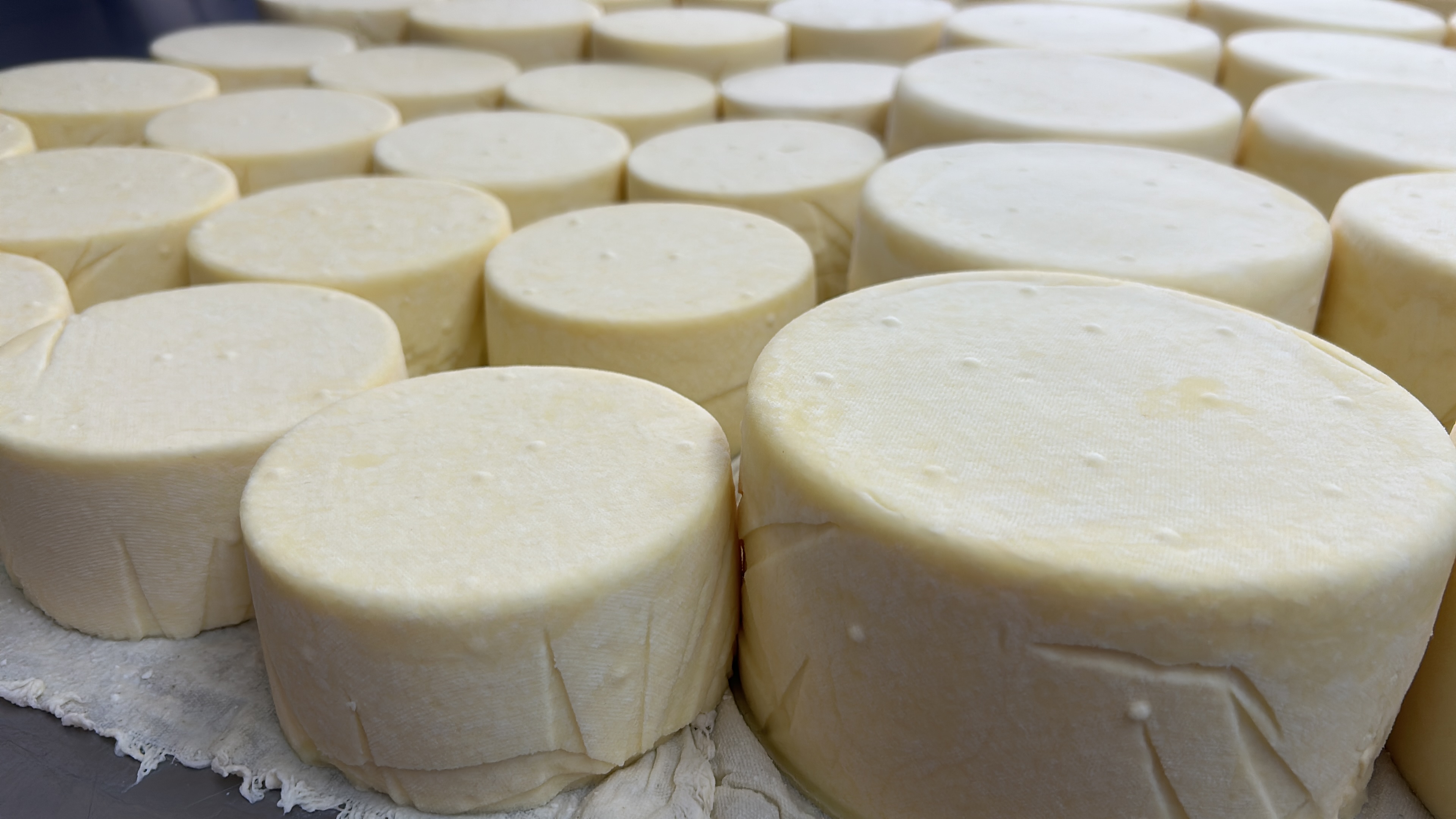 Queso Morral  – Image 2
