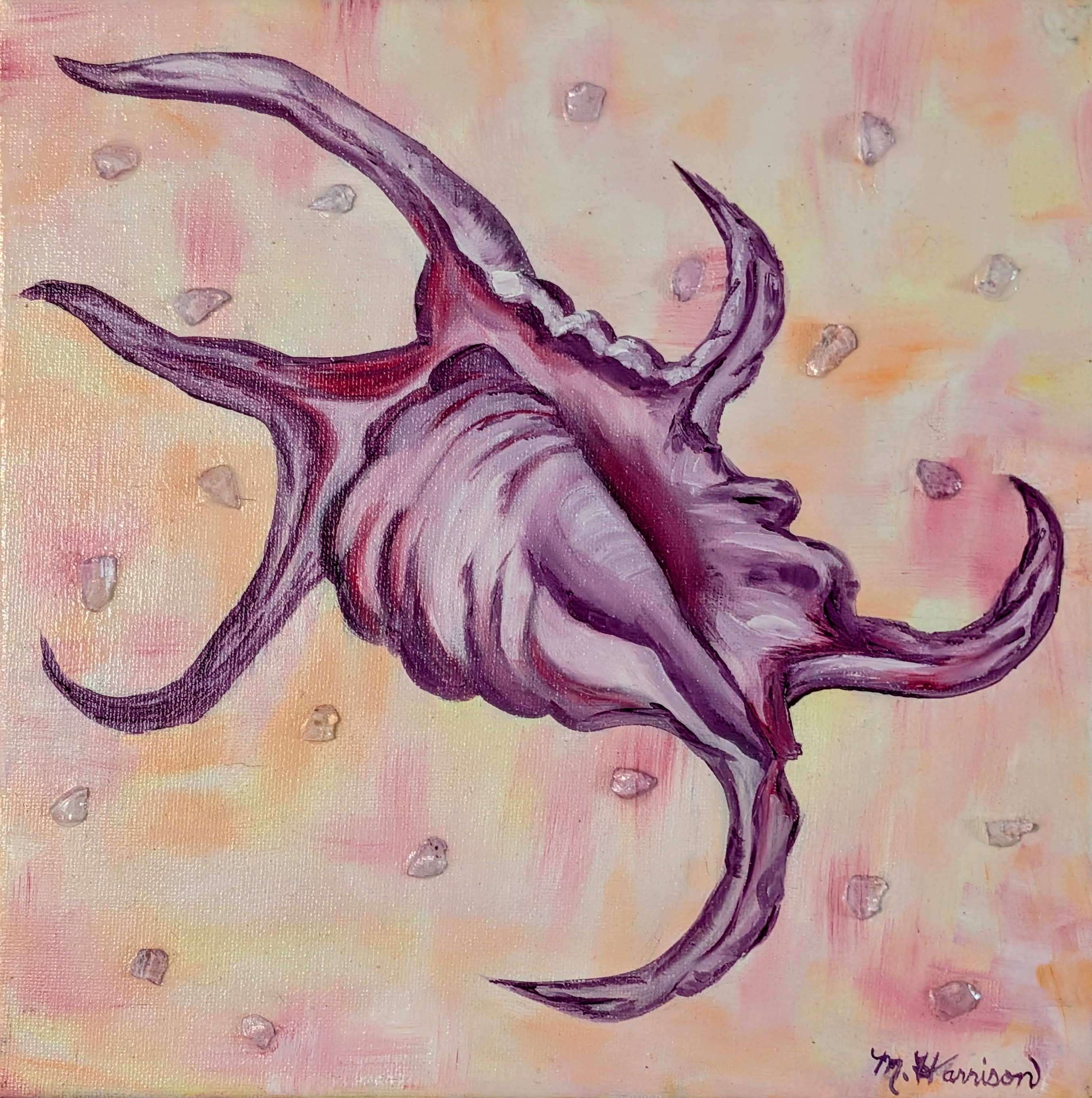 Spider Conch's Collection – Image 1